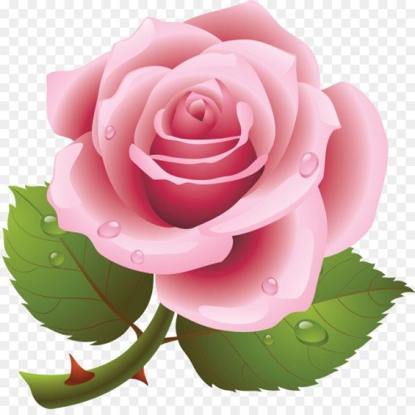 Роза рисунок