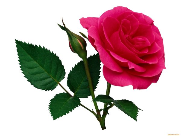 Изображение розы