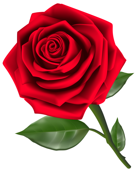 Роза на белом фоне