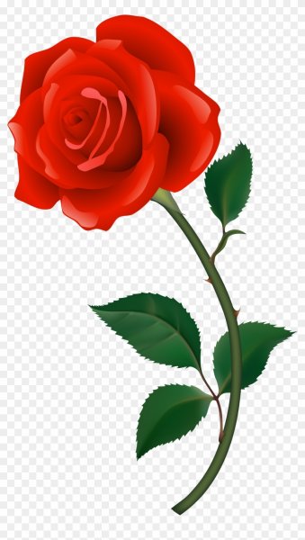 Нарисованные розы на прозрачном фоне