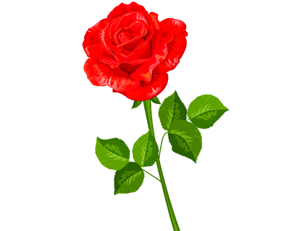 Роза картинка для детей на прозрачном фоне