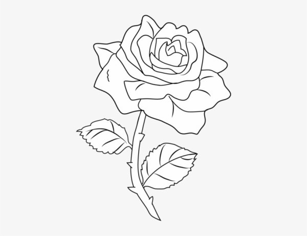 Роза линейный рисунок