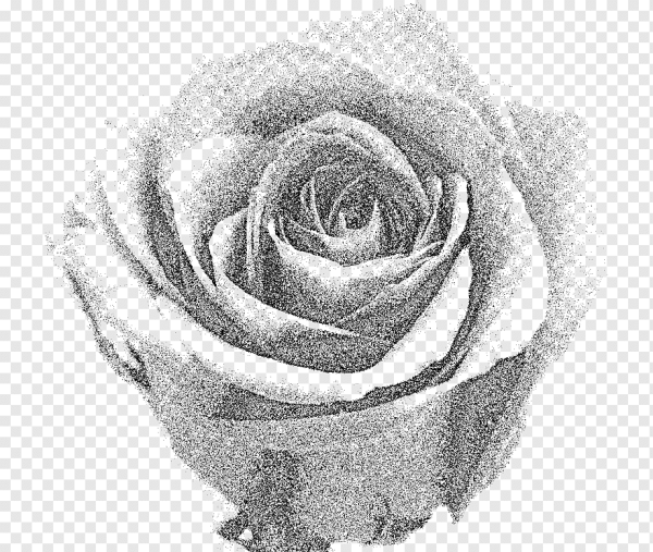 Монохромные розы