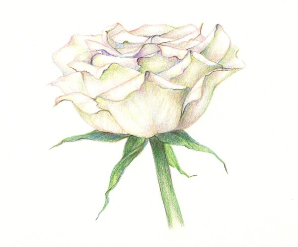 Роза рисунок