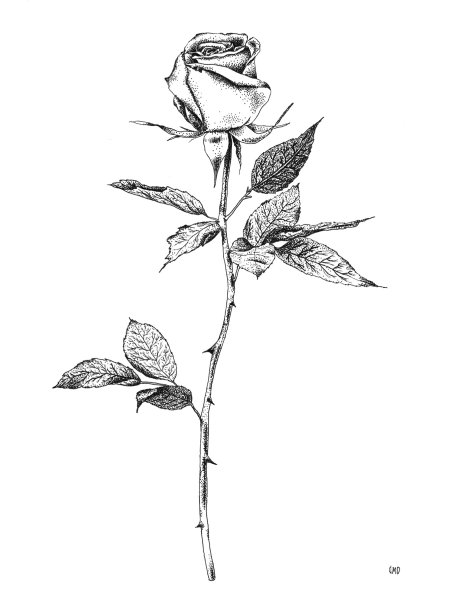 Роза рисунок