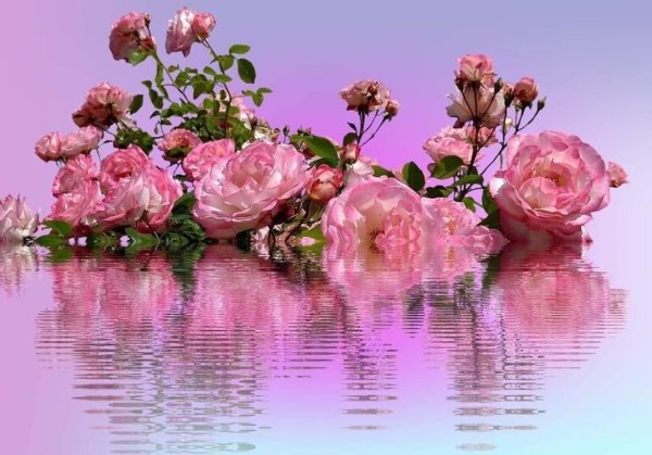 Розовые цветы