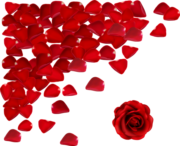 Лепестки роз