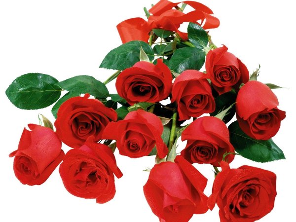 Розы на прозрачном фоне