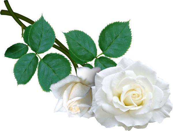 Белые розы на прозрачном фоне