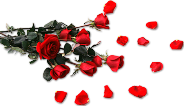 Разбросанные розы