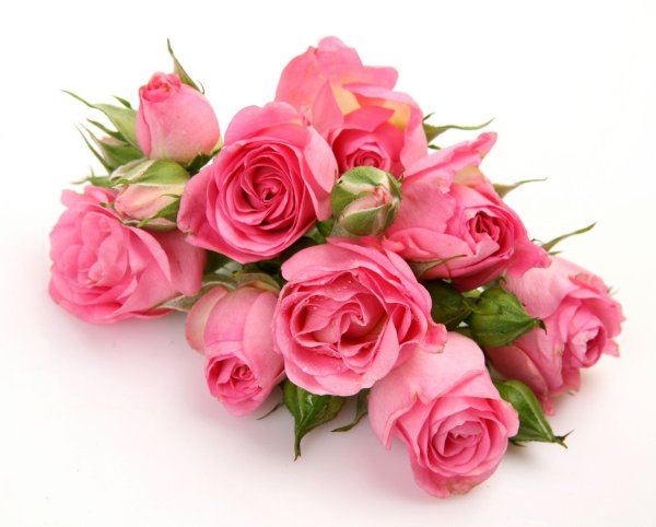Розовые розы на белом фоне