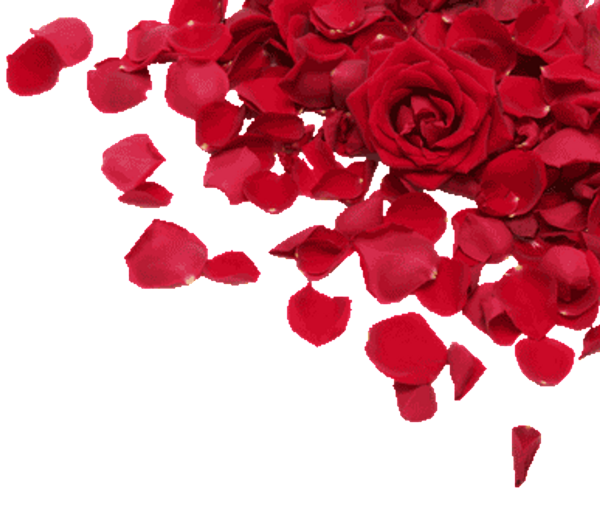 Лепестки красных роз