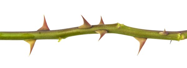 Шипы на белом фоне