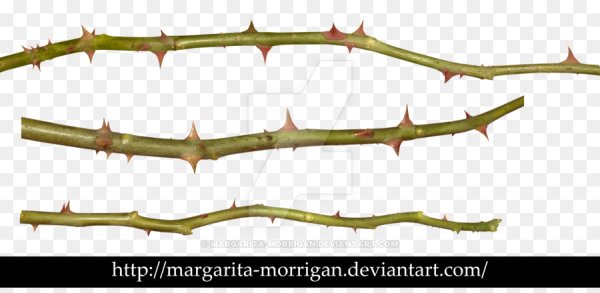 Стебель с шипами