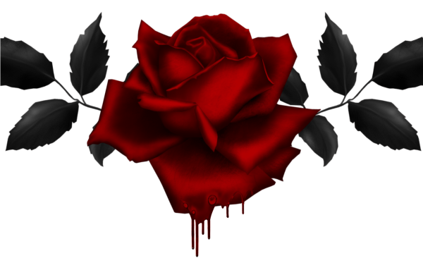 Кровавые розы без фона