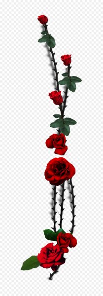 Лоза розы с шипами