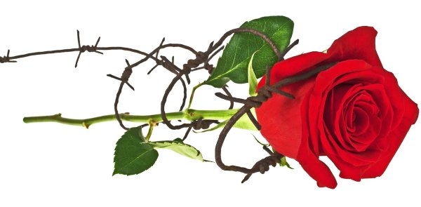 Гвоздика в колючей проволоке