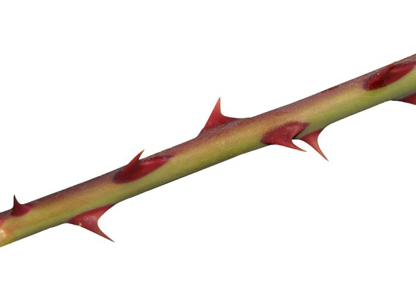 Шипы на белом фоне