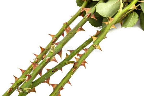 Роза с шипами