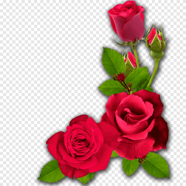 Розы для вставки