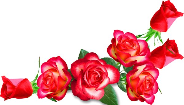 Розы на прозрачном фоне
