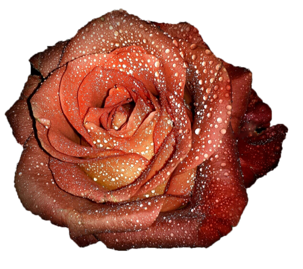 Коричневые розы