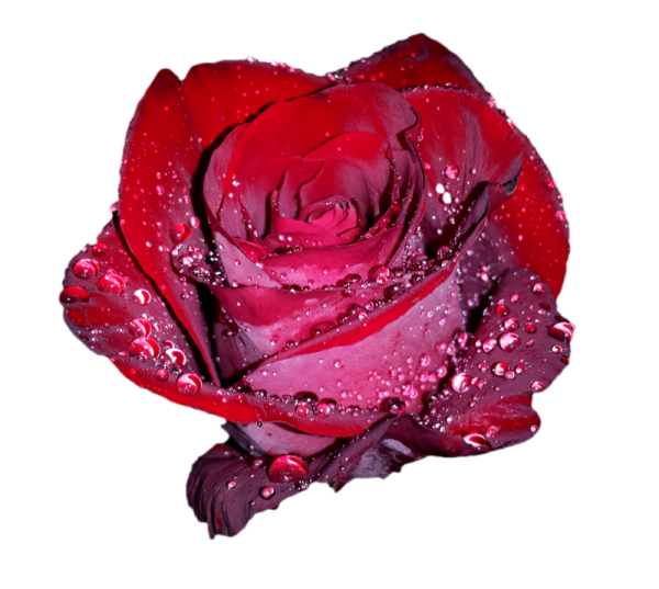 Розы на прозрачном фоне для фотошопа