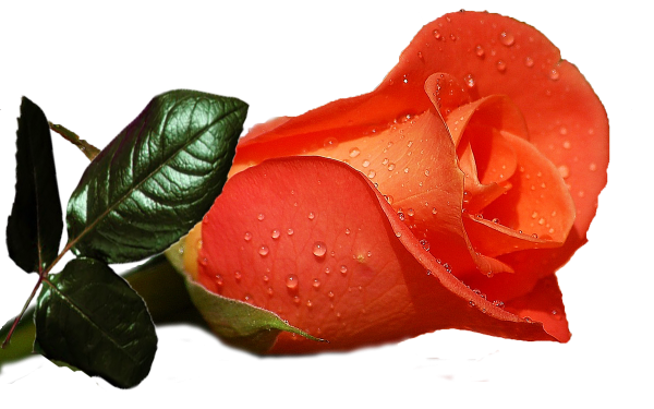 Оранжевая роза на прозрачном фоне