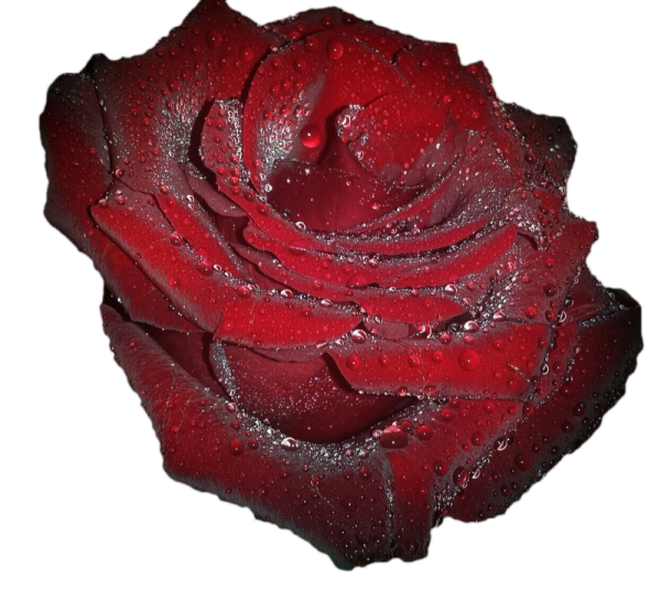 Розы с блестками