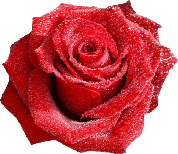 Крупные розы на прозрачном фоне