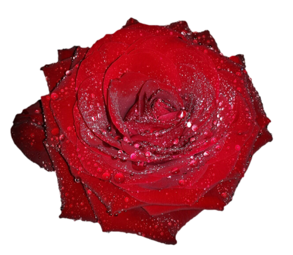 Розы в росе на прозрачном фоне
