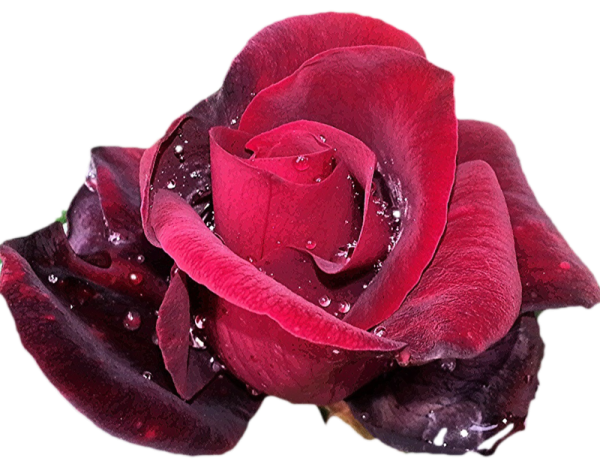 Бордовые розы на прозрачном фоне