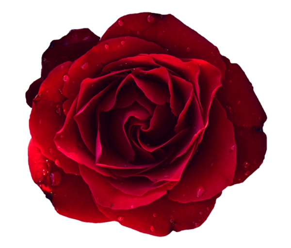 Бордовые розы на белом фоне