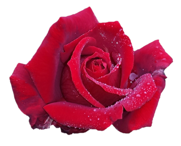 Роса на цветке прозрачном фоне