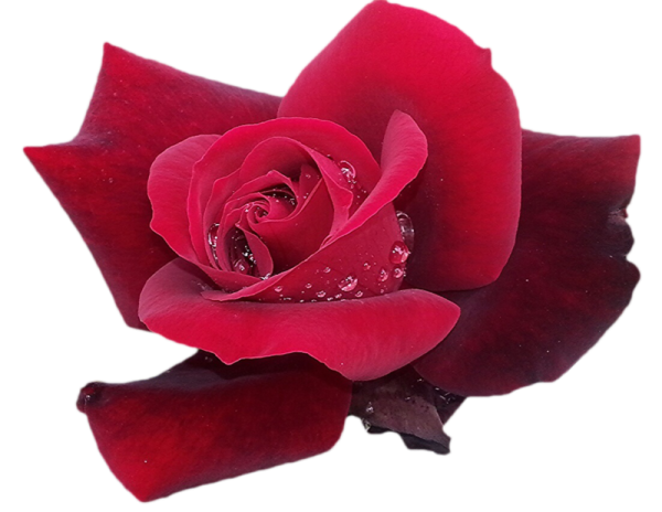 Самые красивые розы на прозрачном фоне