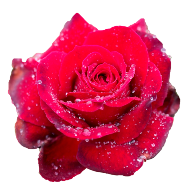 Розы на прозрачной основе