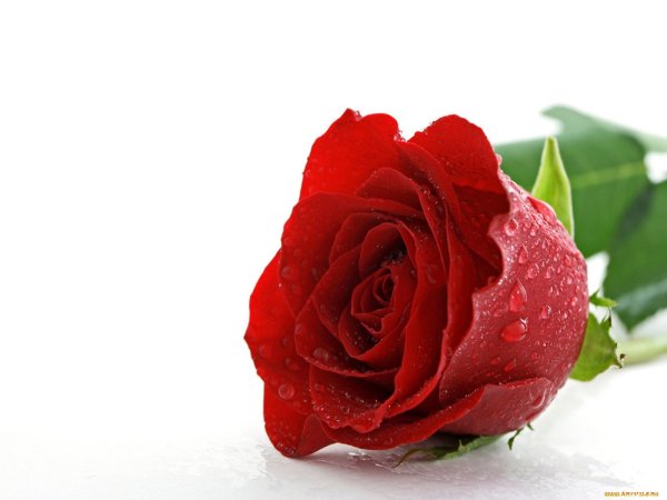 Алая роза в росе фото