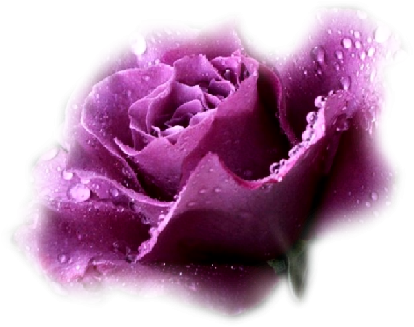 Цветы розы розовые