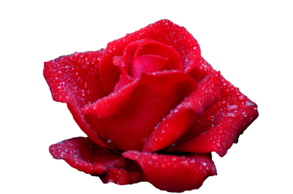 Розы в росе на прозрачном фоне