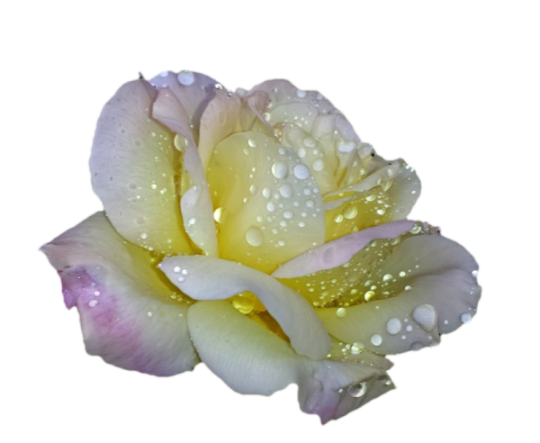 Цветы анимация на прозрачном