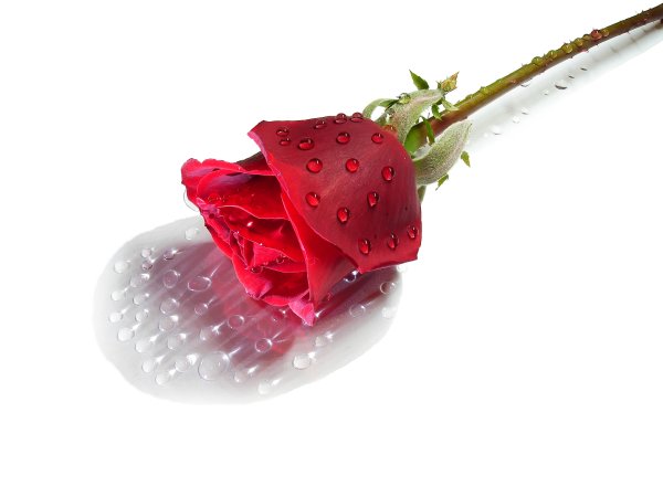 Розы с каплями росы на белом фоне