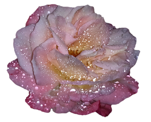 Цветы с блестками