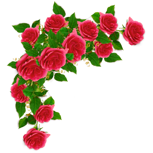 Розы уголок