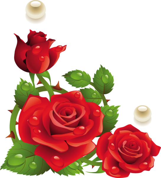 Красные розы на прозрачном фоне