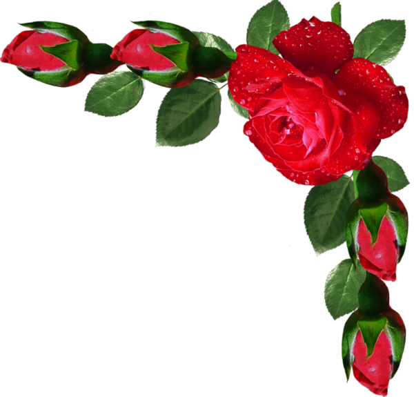 Цветы на прозрачном фоне