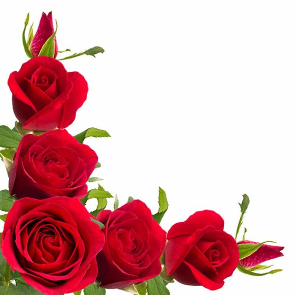 Красные розы в углу