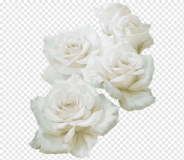 Белые розы на прозрачном фоне