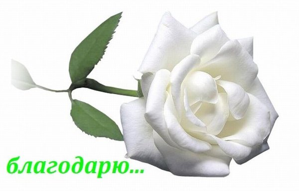 Белые розы на прозрачном фоне