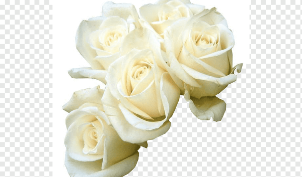 Белые розы на прозрачном фоне