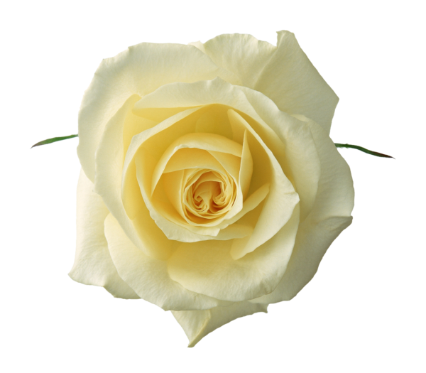 Роза на белом фоне
